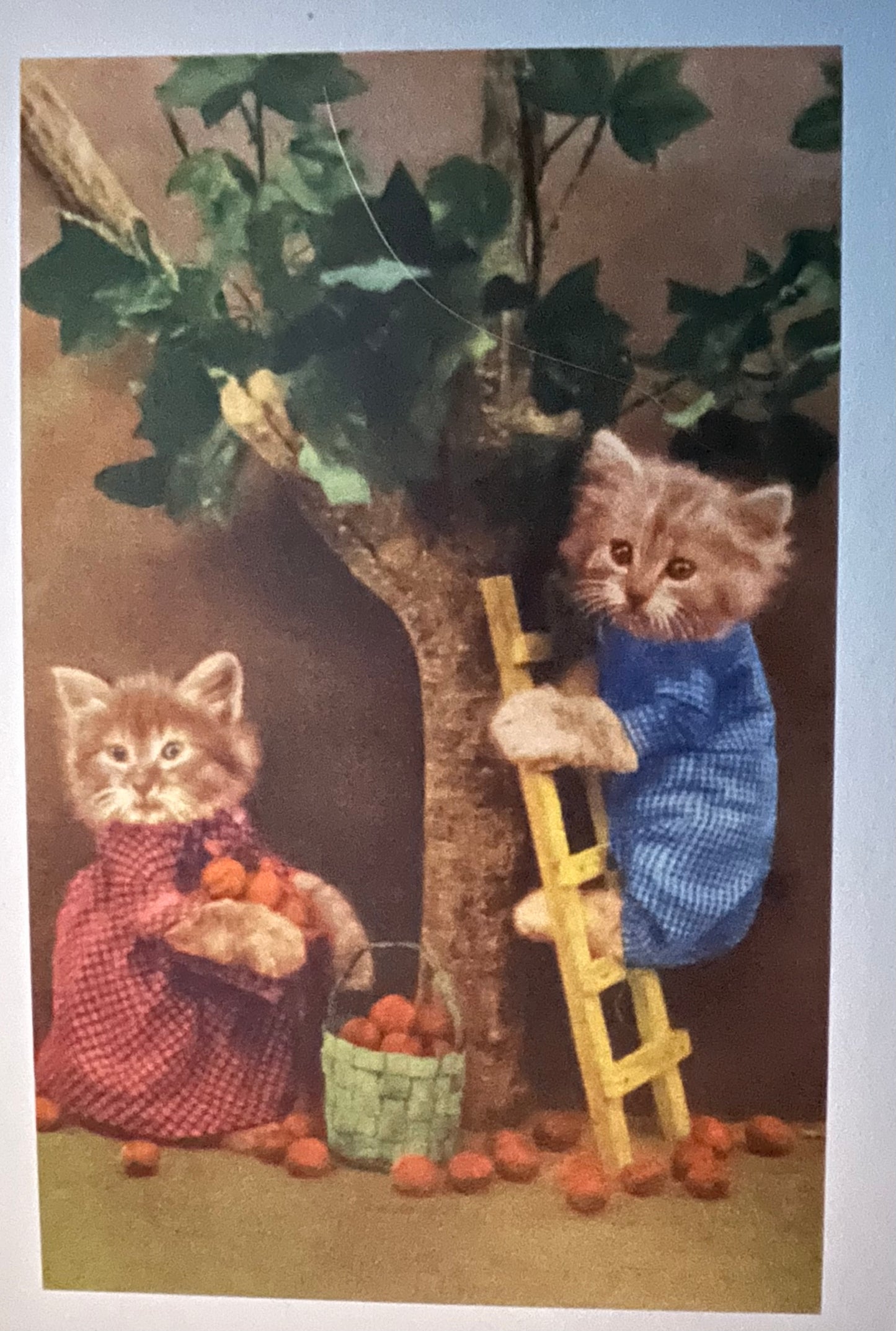 Cats on a ladder postcard