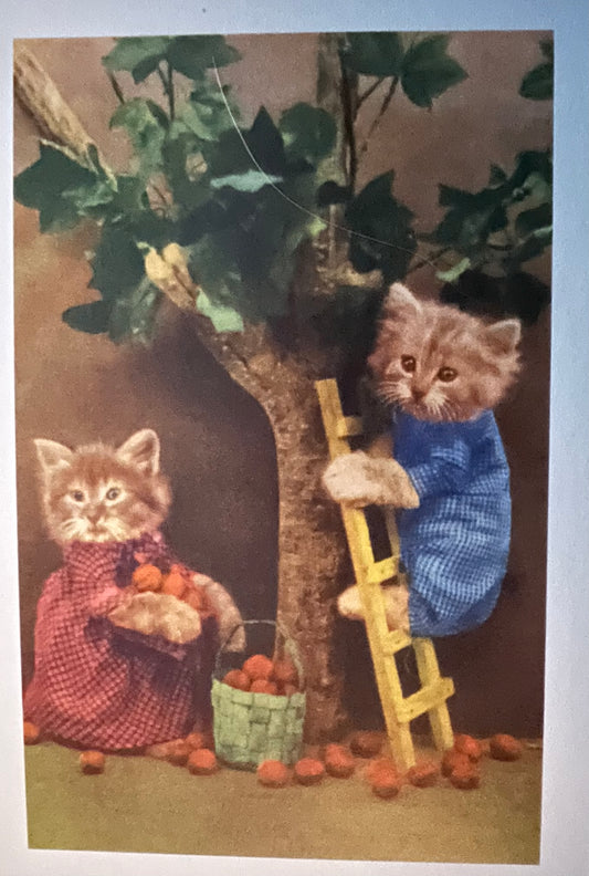 Cats on a ladder postcard
